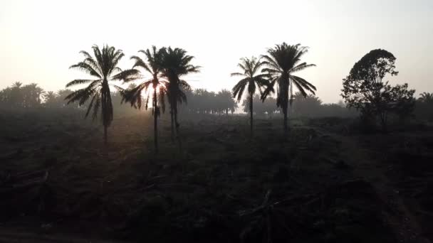 Fly over silhouette oil palm tress in morning sunrise at Malaysia. — Stock Video