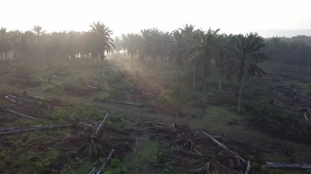 Poranne promienie słoneczne rozprzestrzeniają się przez plantację palm olejowych. — Wideo stockowe