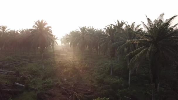Terrain dégagé à la plantation de palmiers à huile le matin . — Video