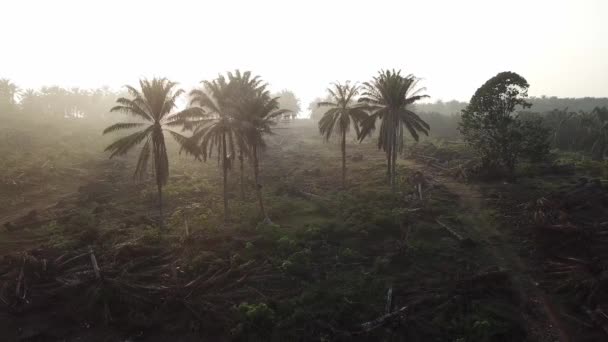 Sluneční světlo na plantáži olejové palmy. Půda je vyklizena z jiné plantáže.. — Stock video