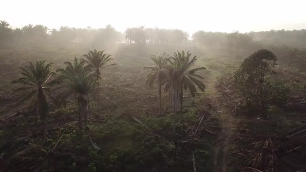 Fliegen Sie in Richtung Morgensonne auf Ölpalmenplantage. — Stockvideo