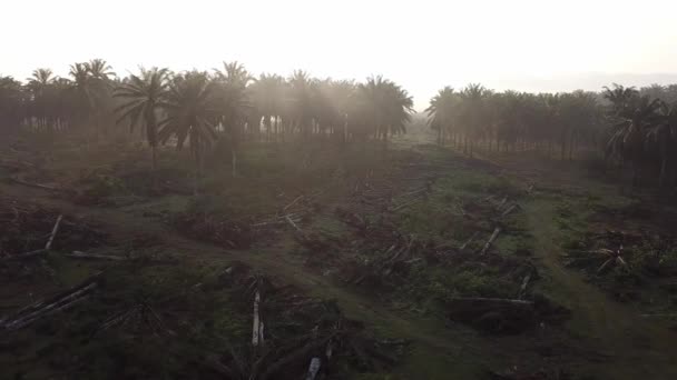Плантация масличных пальм на ферме очищена для плантации . — стоковое видео