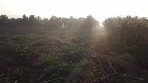 Летать над мёртвыми пальмами, срубленными в Малайзии, Юго-Восточной Азии . — стоковое видео