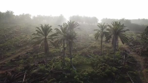 Vue aérienne palmiers à huile morts en cours de défrichement . — Video