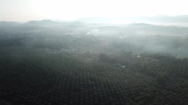 Malezya 'daki petrol palmiyesi manzaralı arka plan sisli dağ.