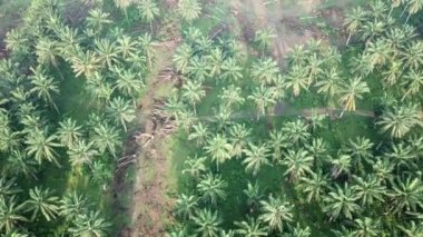 Ölü palmiye ağacı temizleniyor. Sabah fidanlıkta..