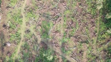 Sabah fidanlıkta ölü palmiye ağacı.