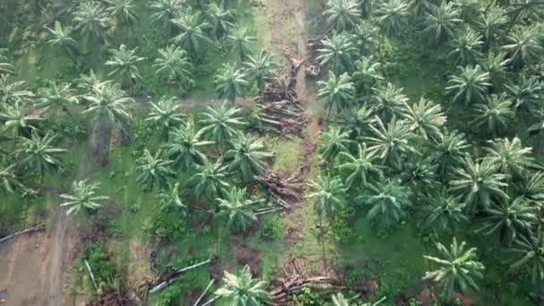 Vue d'oiseau plantation de palmiers à huile et quelques palmiers à huile morts . — Video