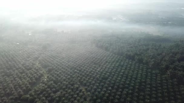 Bella nebbia a piantagione di palma da olio in Malesia, Sud-Est asiatico . — Video Stock