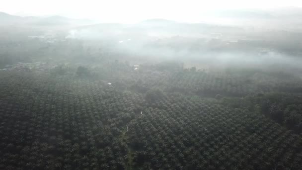 Plantacja palmy olejowej z lotu ptaka w pobliżu wioski Malays. — Wideo stockowe