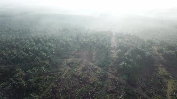 Flygoljepalm och döda träd i plantering under dimmig morgon. — Stockvideo