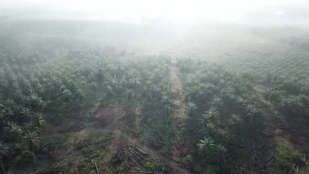 Летать над мертвой пальмой на плантации утром с туманом в Малайзии . — стоковое видео
