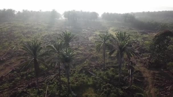 Очистка земли на масляных пальмах для других культур . — стоковое видео