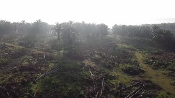 Oliepalmplantage in de ochtend. Sommige bomen zijn opgeruimd.. — Stockvideo