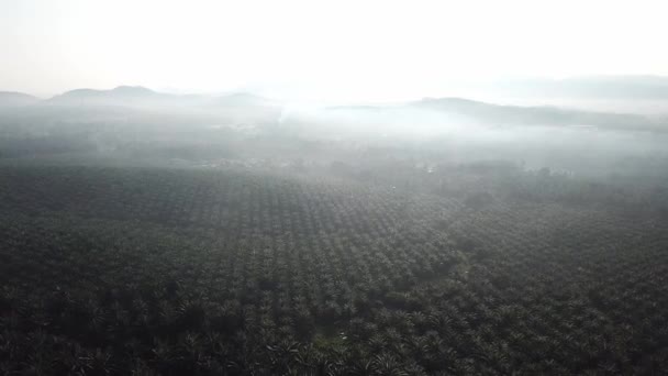 Vlieg 's morgens over oliepalmplantage in Maleisië, Zuidoost-Azië. — Stockvideo