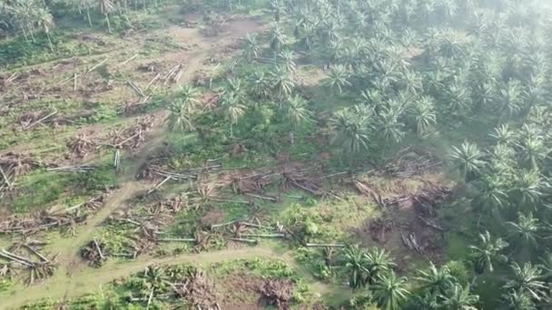 Compensação de terras para migrar do cultivo de palma de óleo . — Vídeo de Stock