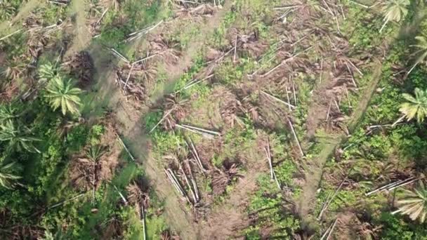 Des palmiers à huile morts dans la plantation sont défrichés . — Video