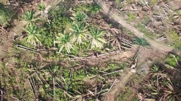Vue aérienne défrichement d'une plantation de palmiers à huile par excavatrice en Malaisie . — Video