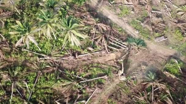 Rolnicy przekształcający swoje posiadłości palm olejowych w inne gospodarstwa plantacyjne. — Wideo stockowe