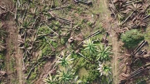 Palmier à huile défriché par les agriculteurs dans une autre plantation en Malaisie, Asie du Sud-Est . — Video