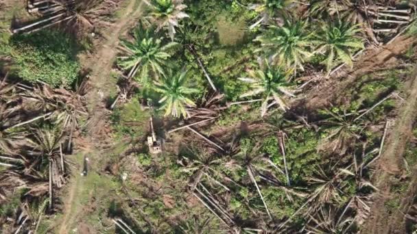 A plantação de palma de óleo é limpa para abrir caminho para outra plantação . — Vídeo de Stock