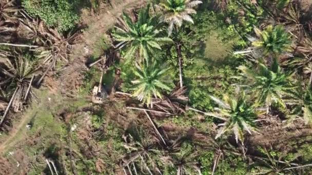 Terres claires de palmiers à huile à convertir à d'autres plantations en Malaisie, Asie du Sud-Est . — Video