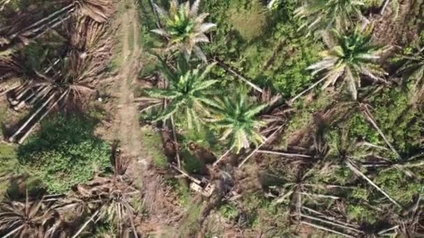 Kommersiella oljepalmplantager är tydliga för andra planteringar i Malaysia. — Stockvideo