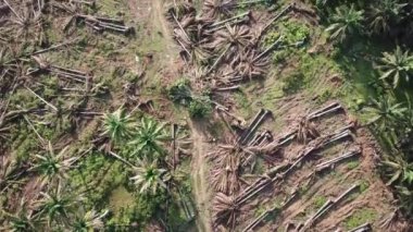 Malezya 'daki çiftçiler tarafından yağlı palmiye ağaçlarının temizlenmesi.