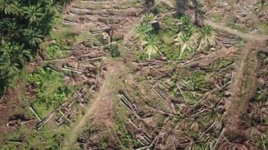 Hava manzaralı arazi kazıcıyla yağ palmiyelerini temizliyor