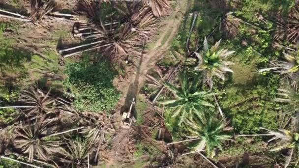 Vue d'oiseau plantation de palmier à huile agricole est clair . — Video