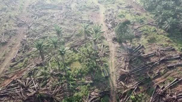 La limpieza de tierras de palma aceitera se convierte en otra plantación agrícola . — Vídeos de Stock