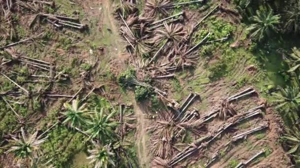 Vista aérea desmatamento de palmeiras de óleo . — Vídeo de Stock