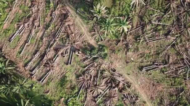 Oljepalmer rensas för annan plantering i Malaysia. — Stockvideo