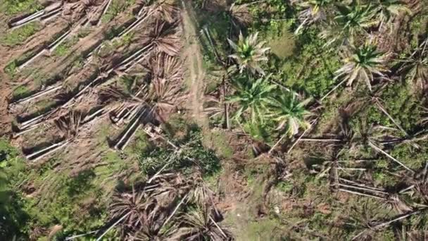 Excavatrice nettoyer les palmiers à huile sur les terres tourbeuses pour la conversion à d'autres . — Video
