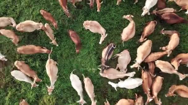 Top down view cows in the farm at Malaysia, Southeast Asia. — Stock Video