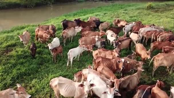 Krowy trzymają się razem w Malezji, Azji Południowo-Wschodniej. — Wideo stockowe