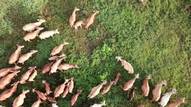 Luchtfoto koeien in de boerderij in de ochtend. — Stockvideo