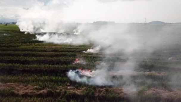 Offenes Feuer verbrennt Stroh bei der Ernte in malaiischem Dorf in Südostasien. — Stockvideo