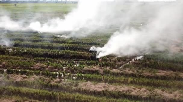 Otwórz ogień wieczorem na polu ryżowym w Malezji. — Wideo stockowe