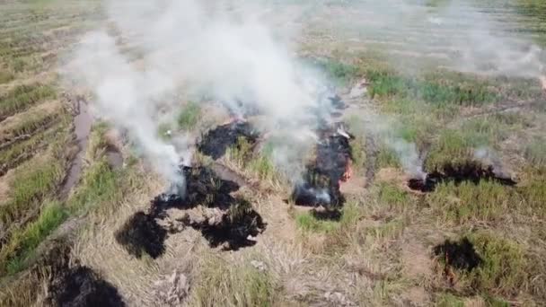 Fermer le feu brûler les déchets de rizières après la récolte .
