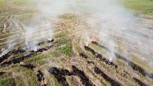 Vuur op het veld na de oogst van rijstharnas stro in Maleisië. — Stockvideo