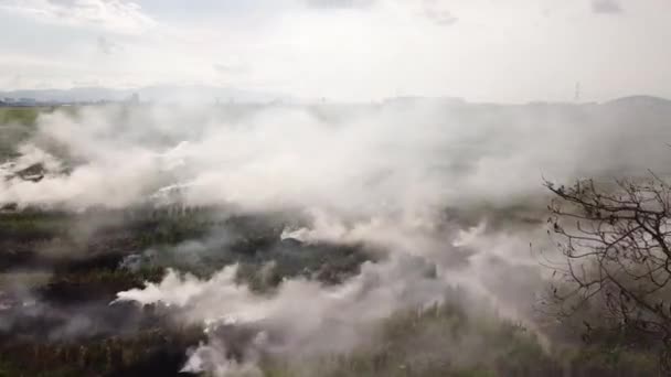 Fire and smoke destroy all life in rice paddy field. — Stock Video