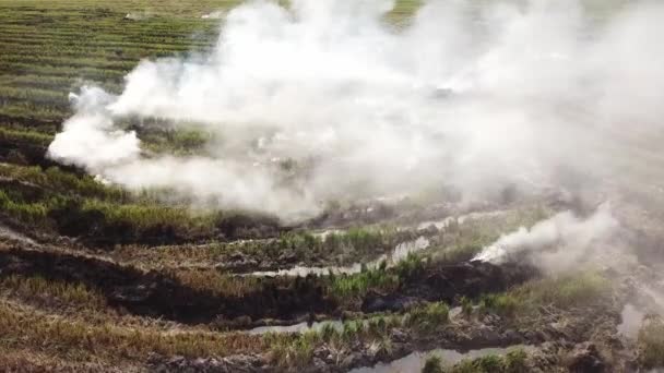 Un sacco di fumo bianco durante la combustione all'aperto in campo risaia in Malesia . — Video Stock