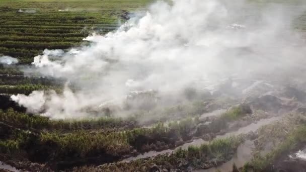 Paglia di riso bruciante aerea a campo . — Video Stock
