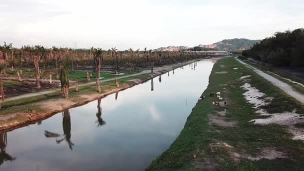 Vuela sobre el río con cabras y palma aceitera al lado . — Vídeos de Stock