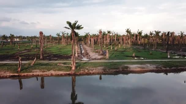 Vuele hacia la palmera de aceite seco en Penang, Malasia . — Vídeos de Stock