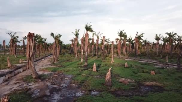 Dead oil palm trees in evening at Penang, Malaysia. — Stock Video