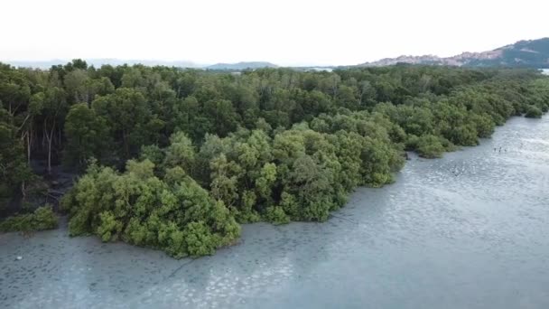 Mangrovenwald aus der Luft mit Seidenreihern bei Ebbe in Penang. — Stockvideo