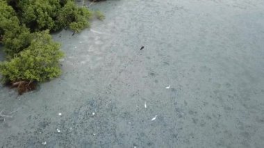 Akbalıkçıllar ve Asya açık gagası Penang, Malezya 'da bataklıkta yiyecek arıyor.
