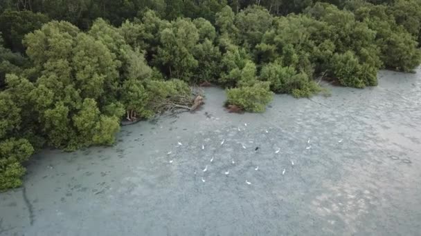 Letecký pohled egrets a asijské otevřené Bill chodit po bažině hledá jídlo. — Stock video